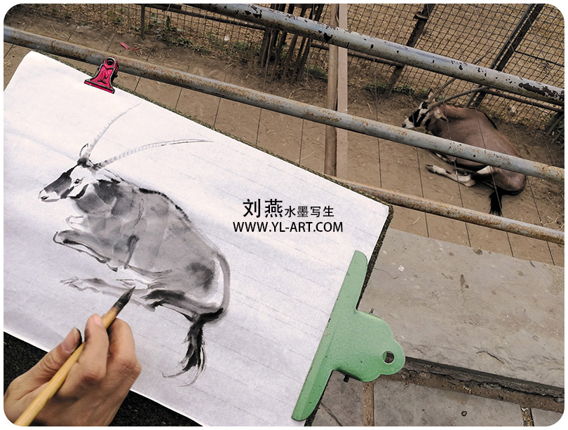刘燕动物园水墨写生